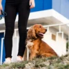 Dog Boarding