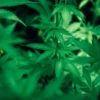 MMJ Card Evaluation